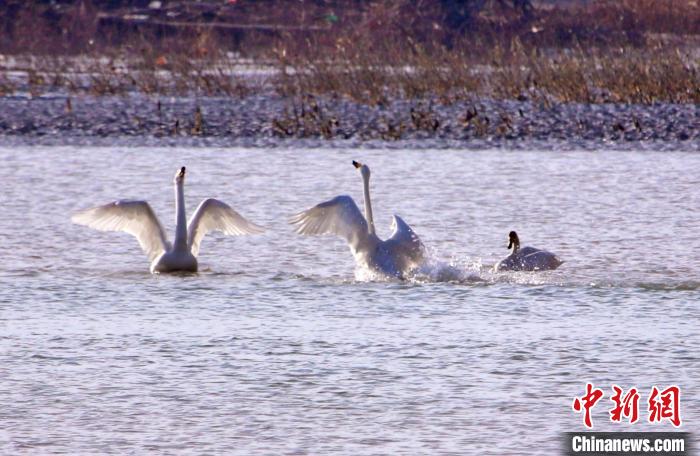 圖為黃河岸畔貴德縣迎來天鵝“做客”?！◇泱憔?攝