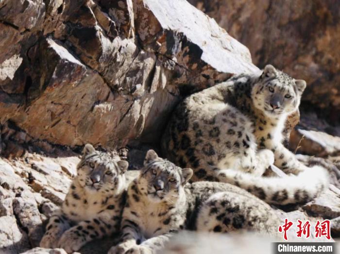 青海都蘭：雪豹、兔猻等多種珍稀野生動物亮相