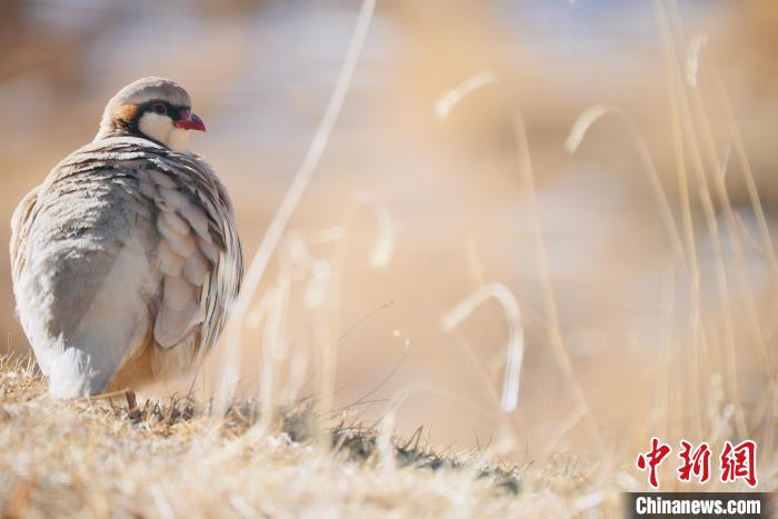 圖為都蘭縣境內(nèi)的鳥類?！±?攝