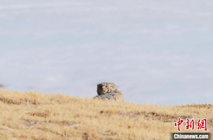 圖為回頭張望的兔猻?！±?攝