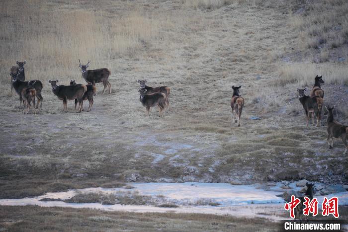 圖為都蘭縣境內(nèi)的野生動物?！±?攝