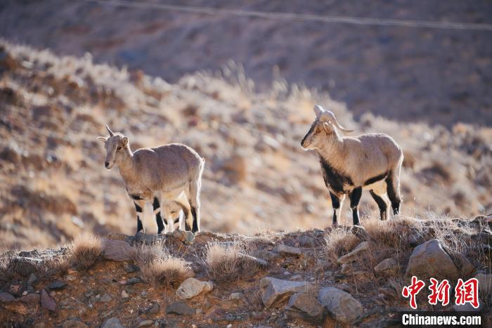 圖為都蘭縣境內(nèi)的野生動物?！±?攝