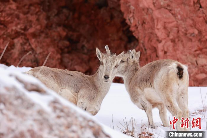 圖為在雪中悠然自得的巖羊?！“兹斩〔冀?攝