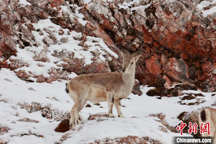 圖為在雪中悠然自得的巖羊?！“兹斩〔冀?攝