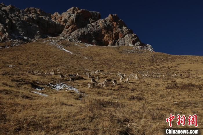 圖為巖羊群?！“兹斩〔冀?攝