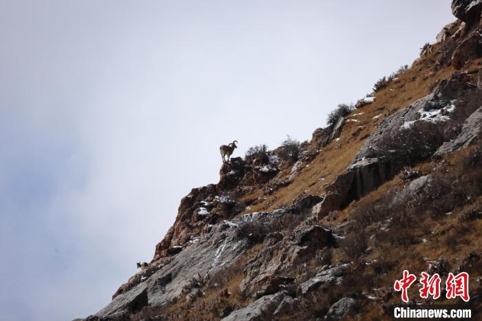 圖為在山崖上站立的巖羊?！“兹斩〔冀?攝