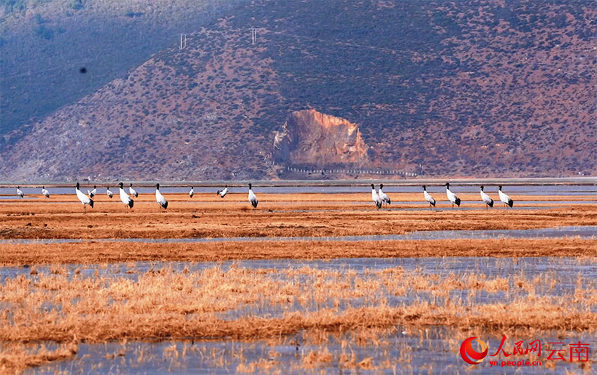香格里拉納帕海濕地的黑頸鶴。和志榮攝