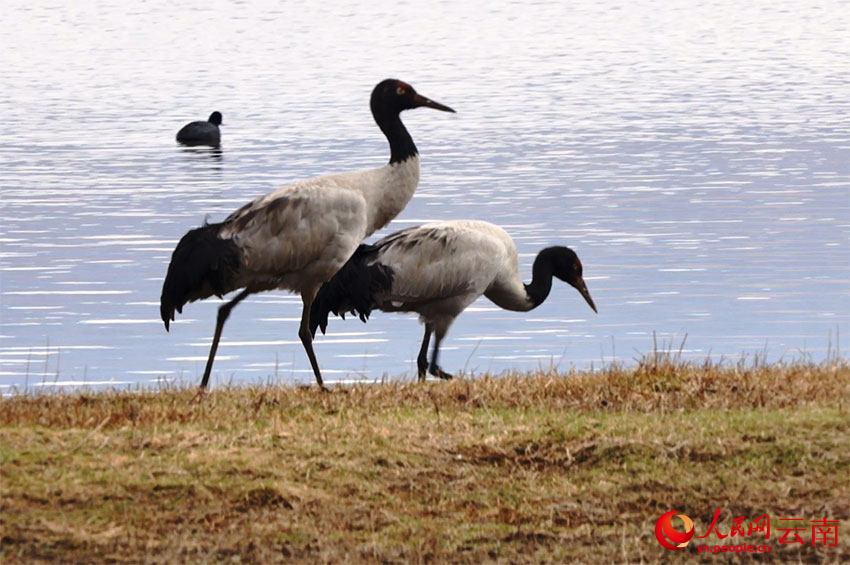 香格里拉納帕海濕地的黑頸鶴。李競(jìng)?cè)魯z