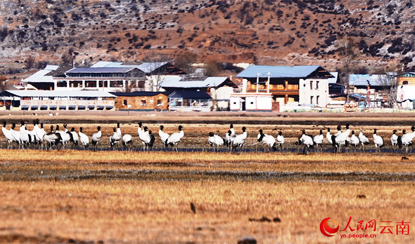 香格里拉納帕海濕地的黑頸鶴。李曉東攝