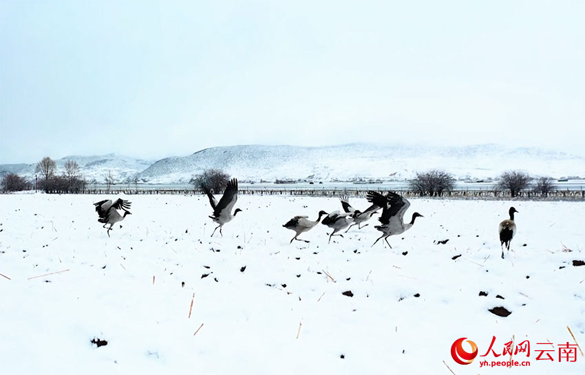 香格里拉納帕海濕地的黑頸鶴。趙旭燕攝