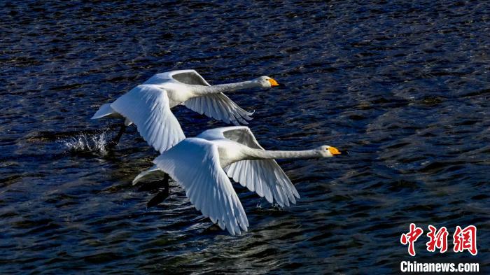 圖為兩只大天鵝?！?yán)桉 攝