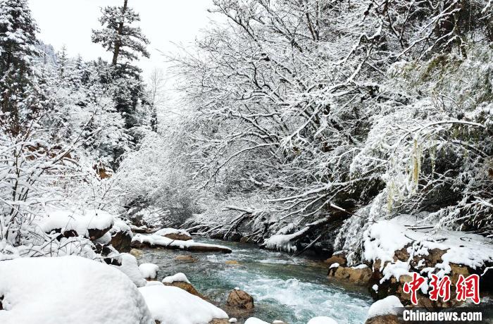 大熊貓國家公園王朗片區(qū)春雪如畫，宛若仙境。　羅春平 攝