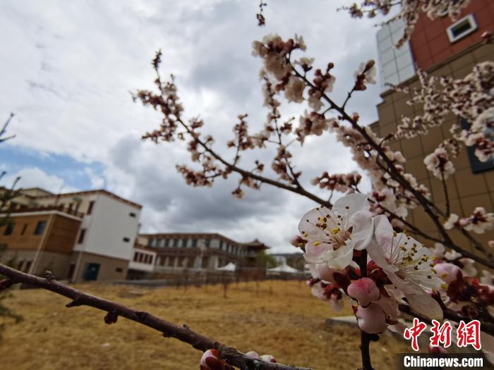 青海：初春遇降雪，百里不同“風(fēng)”