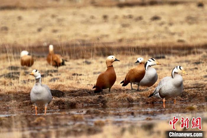 圖為斑頭雁和赤麻鴨?！“?攝