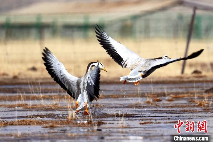 圖為斑頭雁嬉戲飛翔?！“?攝