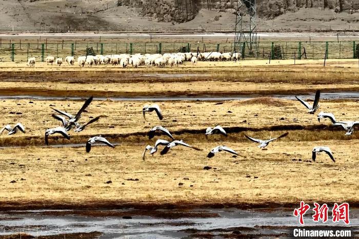 圖為斑頭雁在羊群邊飛翔?！“?攝