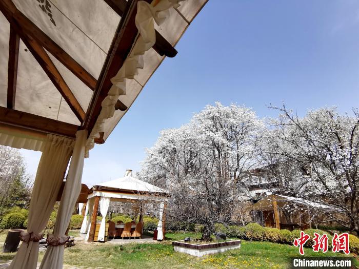 圖為梨花?！?zhí)砀?攝