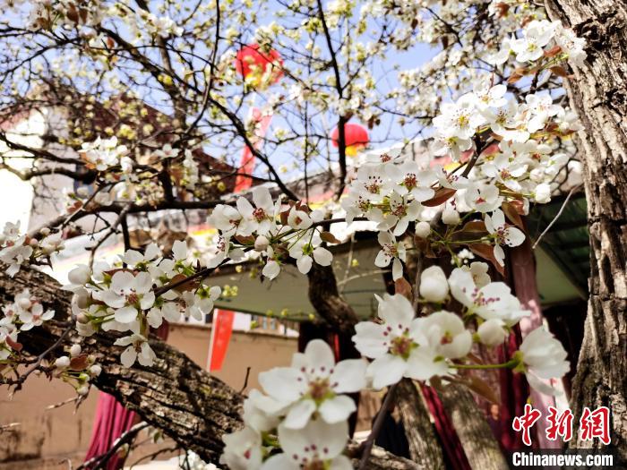 青海尖扎噶達莊園：百年“后花園”梨花盛開，舉目皆春色