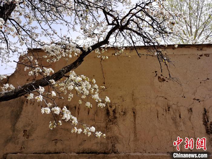 圖為一面土墻旁邊的梨花?！?zhí)砀?攝