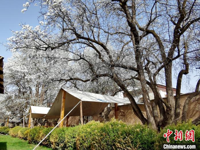圖為尖扎噶達莊園內(nèi)的梨花?！?zhí)砀?攝