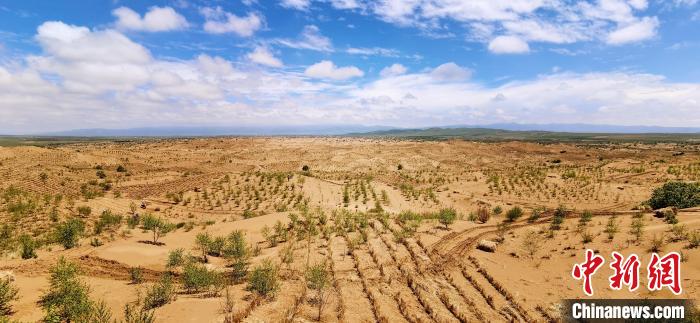 資料圖為貴南縣黃沙頭的防沙治沙草方格?！∑钤鲚?攝