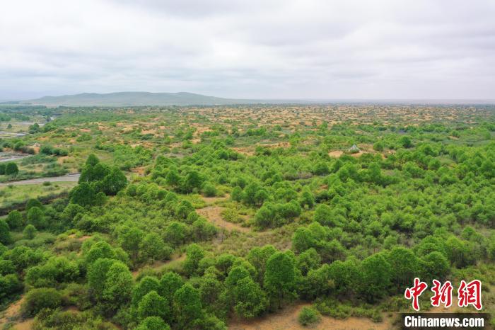 資料圖為航拍黃沙頭防沙治沙區(qū)植被?！∑钤鲚?攝