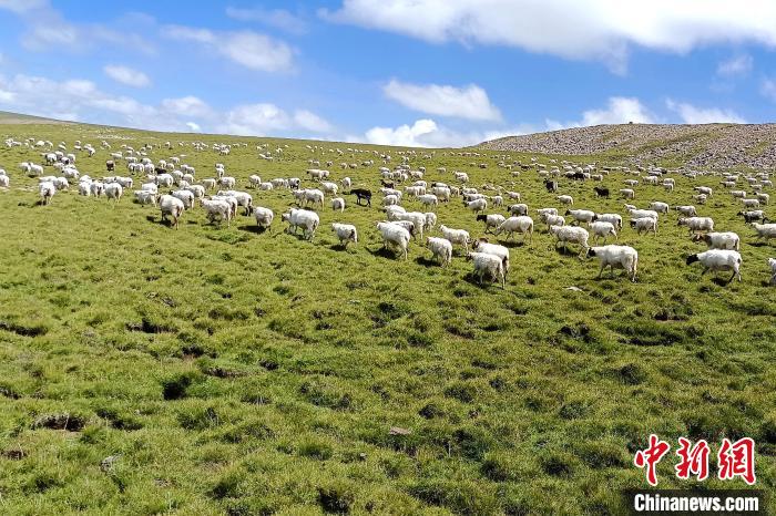 青海剛察日芒草原:牧民用“流動(dòng)”母羊無(wú)償幫助鄉(xiāng)親致富