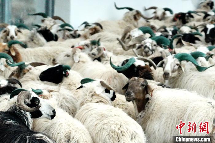 圖為被評為國家農(nóng)產(chǎn)品地理標(biāo)志保護(hù)產(chǎn)品的剛察藏羊進(jìn)場入圈?！〔讨绢?攝