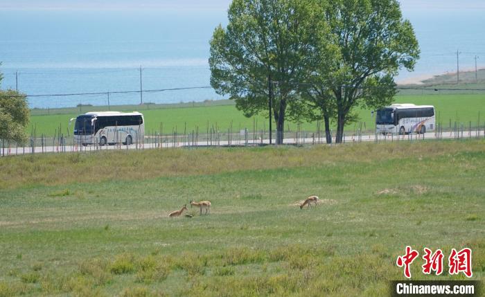 圖為成群普氏原羚在草場(chǎng)上愜意覓食，悠閑自在?！●R銘言 攝