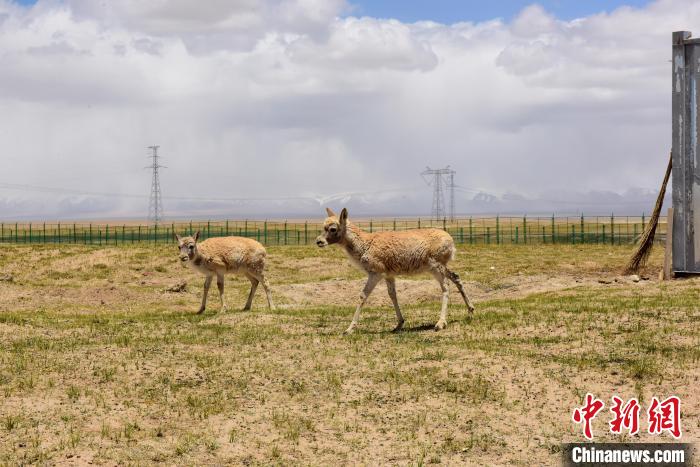 圖為可可西里國(guó)家級(jí)自然保護(hù)區(qū)內(nèi)的藏羚羊?！埢⒖?攝