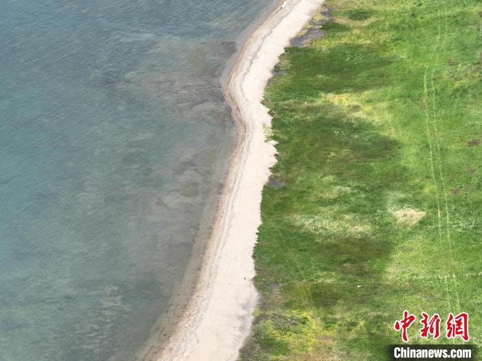 圖為航拍仲夏時節(jié)，青海湖畔綠茵如毯。　祁增蓓 攝