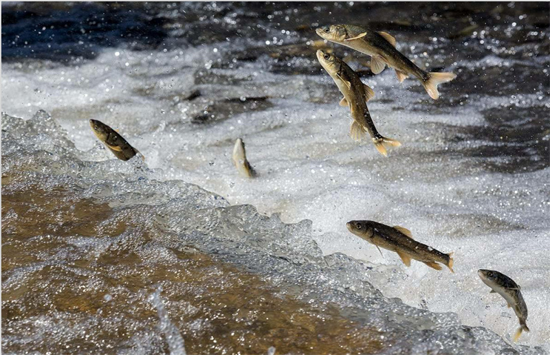 湟魚洄游。才旦桑吾攝