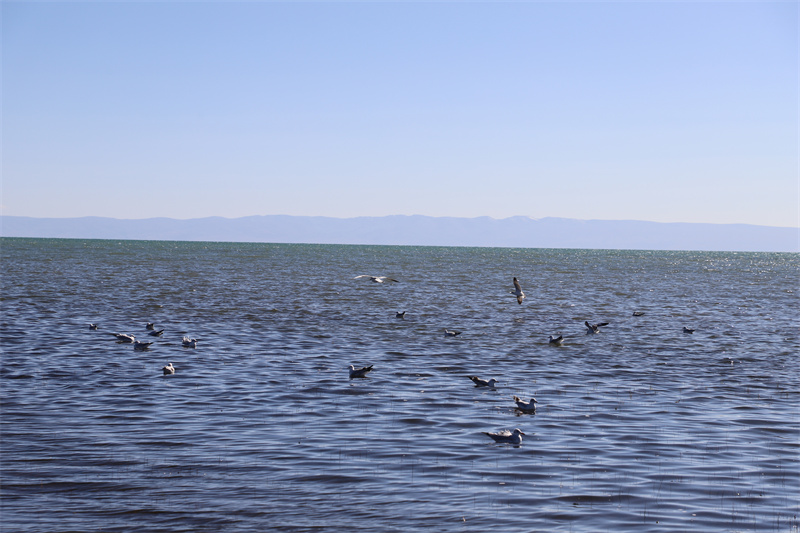 青海湖北岸仙女灣。才旦桑吾攝
