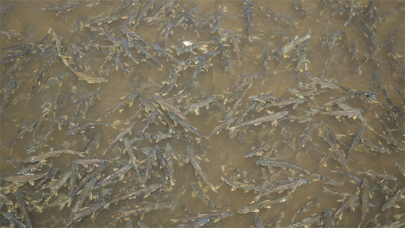 青海湖裸鯉。