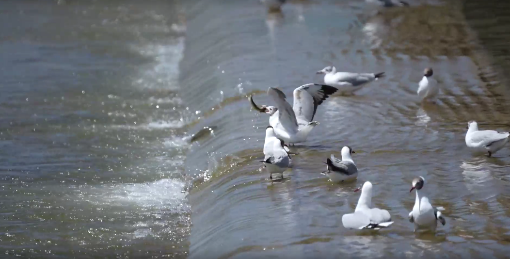 湟魚(yú)洄游奇觀。包雷攝