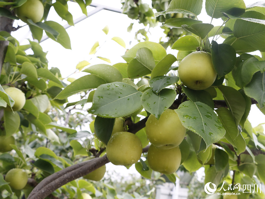 即將上市的雪梨“翠冠”。勾璇攝