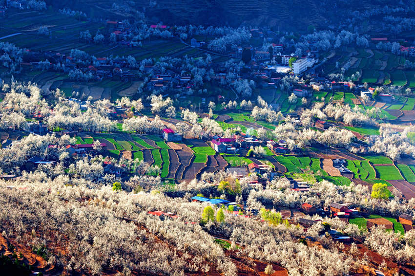 大金川上看梨花，梨云悠悠，滿山遍野潔白一片。金川縣供圖
