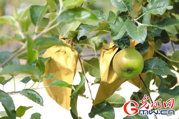 我們的家園｜小蘋果帶動大產(chǎn)業(yè)，帶你看看這座阿壩州小村的鄉(xiāng)村振興新模式