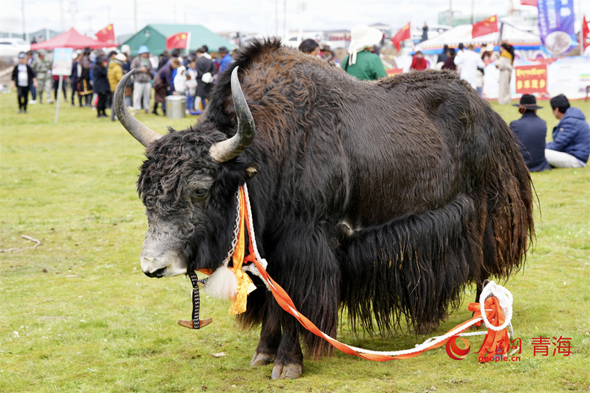 澤庫牦牛評比展示。人民網(wǎng) 陳明菊攝