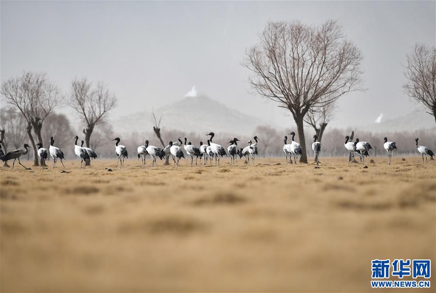 (圖文互動)(4)“最美第三極”:筑起生態(tài)文明高地