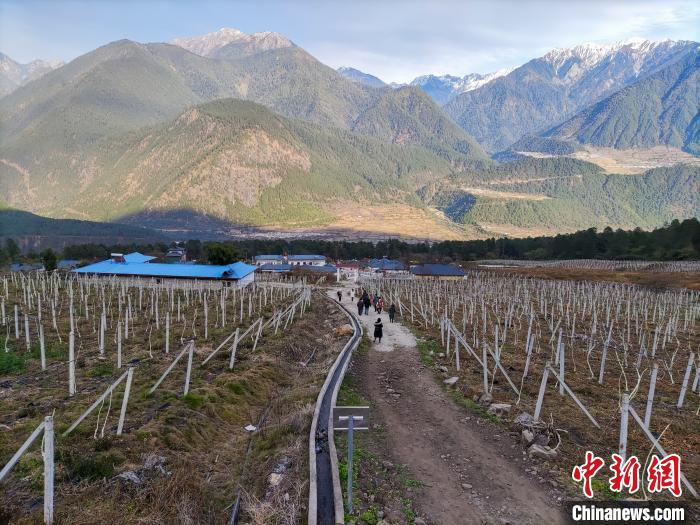 西藏林芝下察隅鎮(zhèn)的獼猴桃種植園?！〗w波 攝