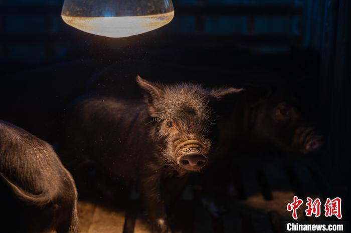 圖為藏豬被稱為“高原之珍”，以口感佳、營養(yǎng)價值高而聞名?！『闻罾?攝