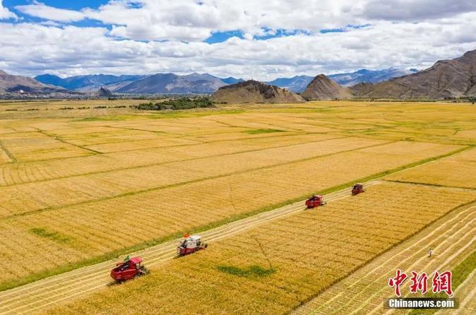資料圖：西藏日喀則市江孜縣紫金鄉(xiāng)努堆村村民利用收割機(jī)收青稞。<a target='_blank' ><p  align=