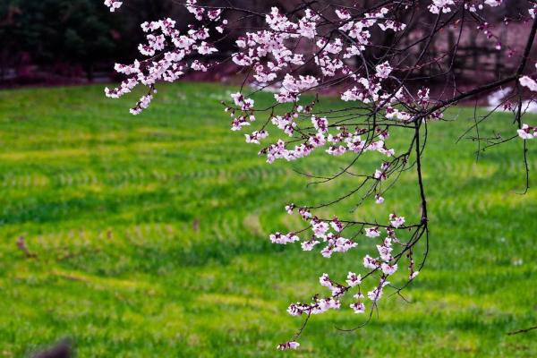 世外桃源！一組圖告訴你，西藏林芝桃花能有多美