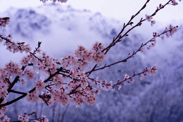世外桃源！一組圖告訴你，西藏林芝桃花能有多美