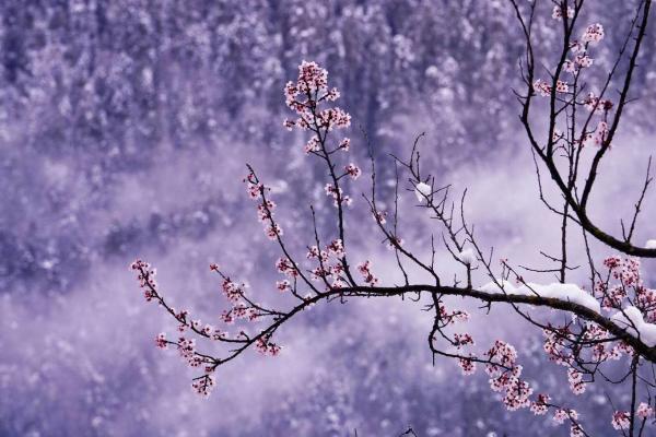 世外桃源！一組圖告訴你，西藏林芝桃花能有多美