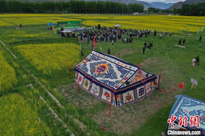 西藏油菜花海:以花為媒領略高原之美