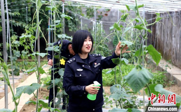 圖為李冬雪在溫室大棚里勞作?！∥鞑爻鋈刖尺叿罊z查總站供圖