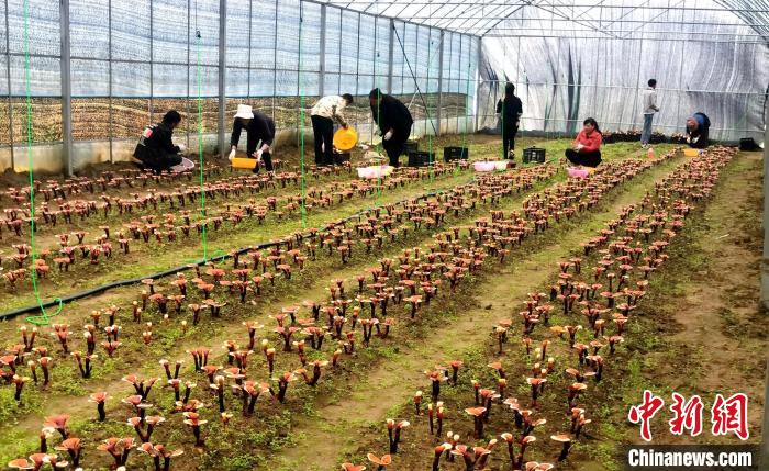 西藏米林“家庭農(nóng)場”:引領(lǐng)種植產(chǎn)業(yè)助力鄉(xiāng)村振興