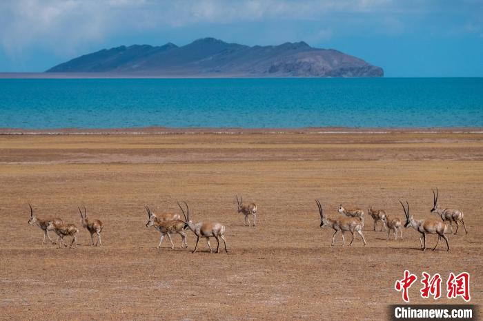 圖為西藏第一大湖色林錯(cuò)湖畔的藏羚羊群休閑覓食?！〗w波 攝